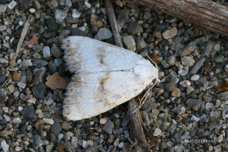 Noctuidae, un aiutino?